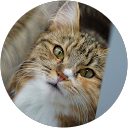 genpezar profile picture