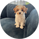 Loyee Shen profile picture